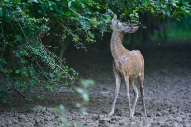 Ormanın kıyısında Roe Buck