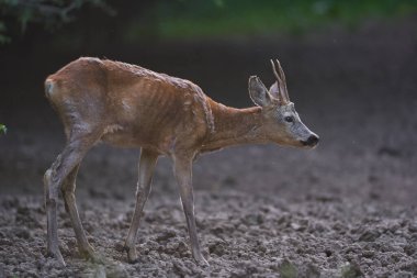 Ormanın kıyısında Roe Buck