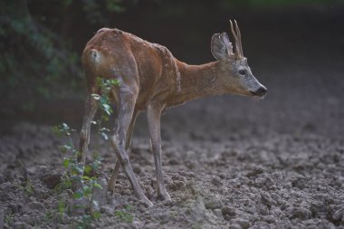 Ormanın kıyısında Roe Buck
