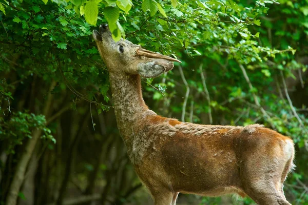 Dorosły Roebuck Samiec Sarny Lesie — Zdjęcie stockowe