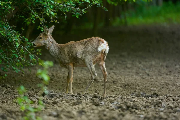 Zwangere Ree Herten Voorhoede — Stockfoto