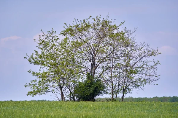 Paisaje Con Árboles Arbustos Campo Trigo —  Fotos de Stock