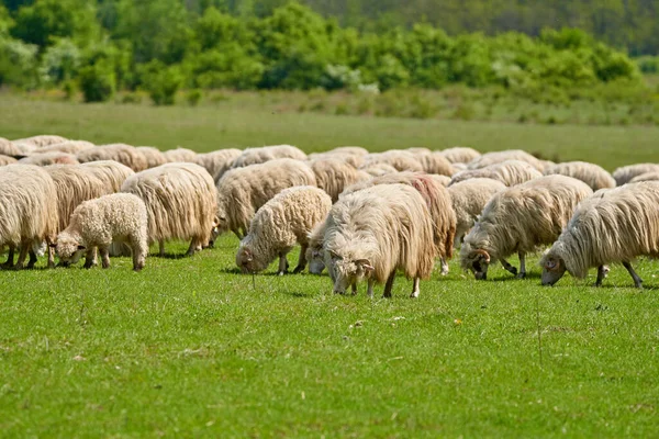 A flock of wooly sheep on a pasture by the forest