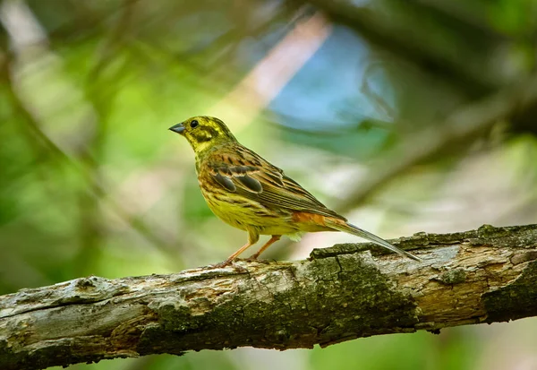 Птица Желтая Emberiza Citrinella Села Дерево — стоковое фото
