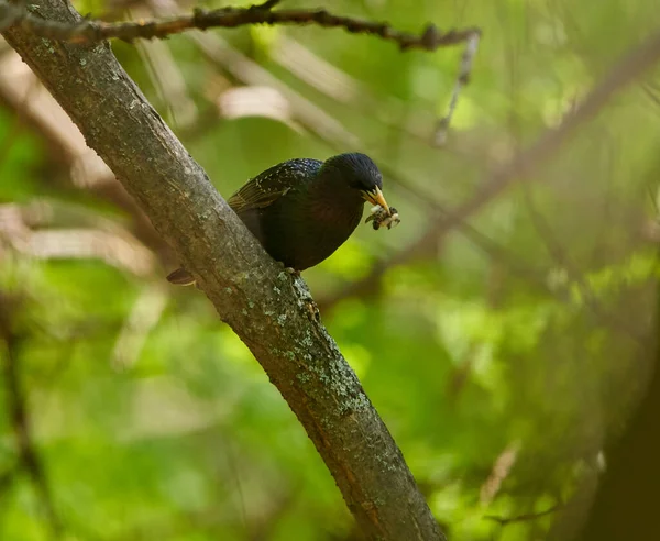 Starling Med Näbben Full Maskar Och Insekter Uppflugna Ett Träd — Stockfoto