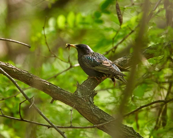 Starling Com Seu Bico Cheio Vermes Insetos Empoleirado Uma Árvore — Fotografia de Stock