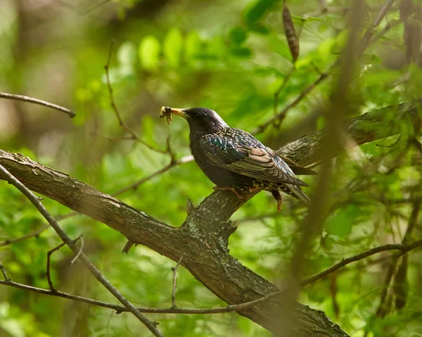 Starling Con Pico Lleno Gusanos Insectos Encaramado Árbol —  Fotos de Stock