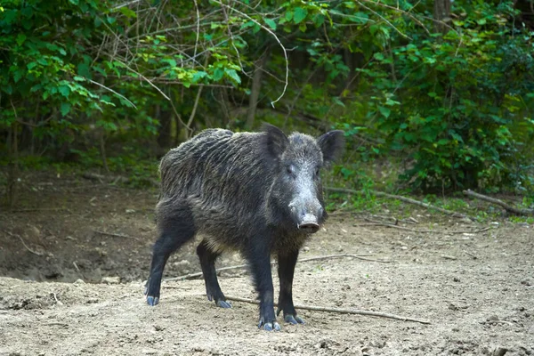 Taureau Dominant Porc Sauvage Dans Forêt — Photo