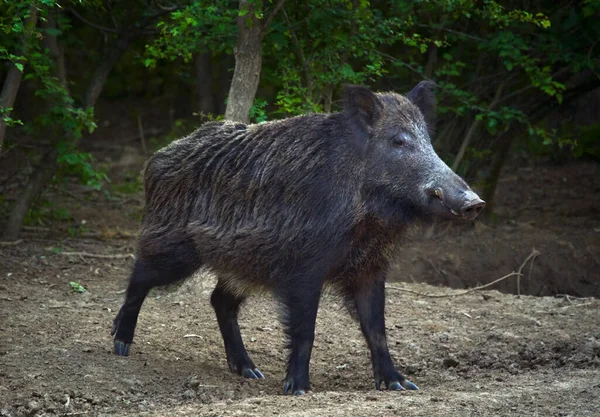 Dominant Stier Wild Zwijn Het Bos — Stockfoto