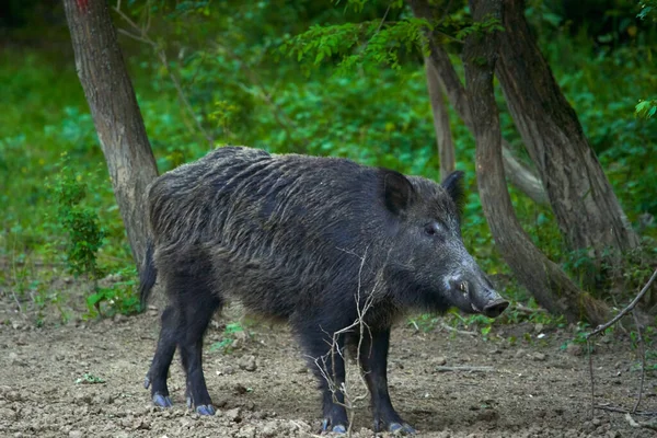 Dominant Stier Wild Zwijn Het Bos — Stockfoto