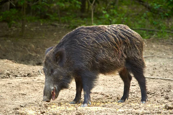 Dominanter Bulle Wildschwein Wald — Stockfoto