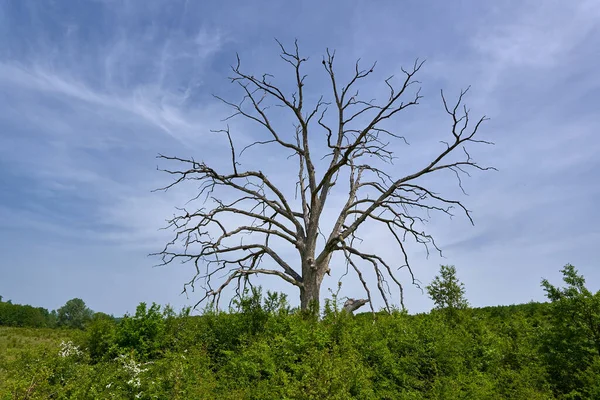 Halott Tölgyfa Erdő Melletti Mezőn — Stock Fotó