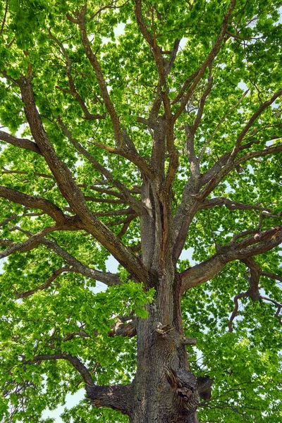 Very Big Oak Tree Seen Canopy — Stock Photo, Image