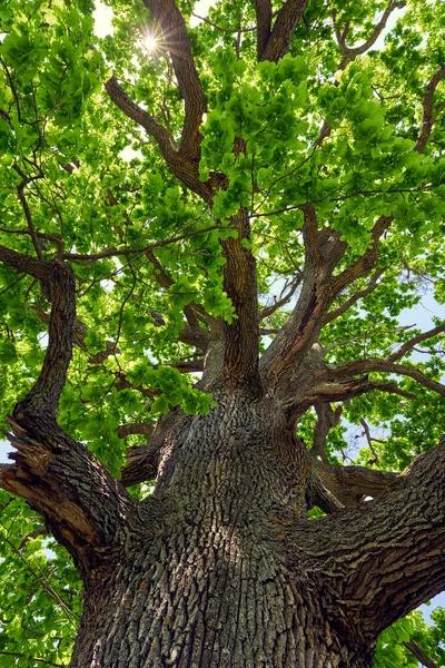 Дуже Велике Дубове Дерево Вид Знизу Горища — стокове фото