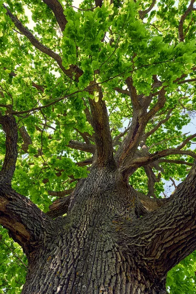 Gök Kubbenin Altından Görünen Çok Büyük Bir Meşe Ağacı — Stok fotoğraf