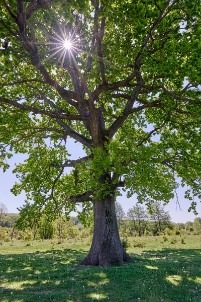 Enorme Centenário Velho Carvalho Pasto Frente Floresta — Fotografia de Stock