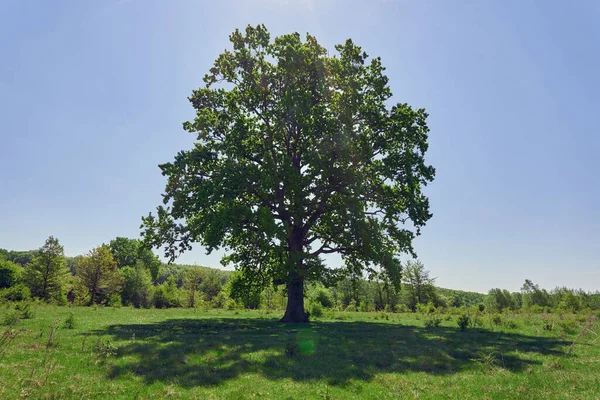 森の前の牧草地にある樹齢100年の巨木 — ストック写真