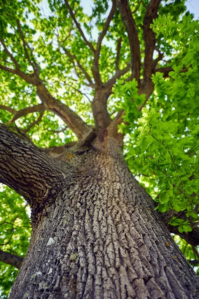 Bardzo Duży Dąb Widziany Spod Baldachimu — Zdjęcie stockowe