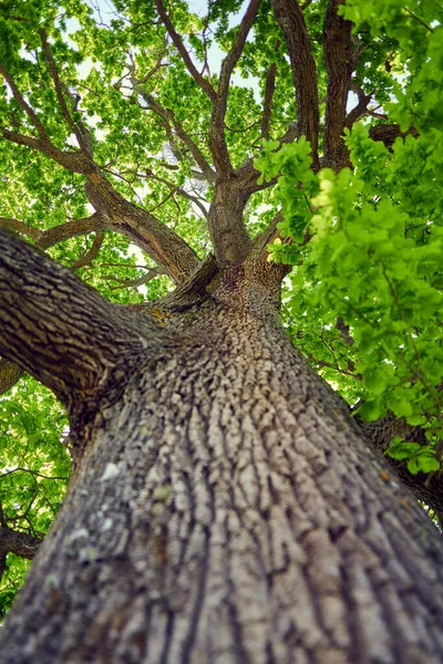 Very Big Oak Tree Seen Canopy — Stock Photo, Image