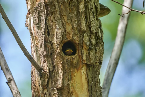 Estorninho Comum Juvenil Entrada Ninho Uma Árvore — Fotografia de Stock