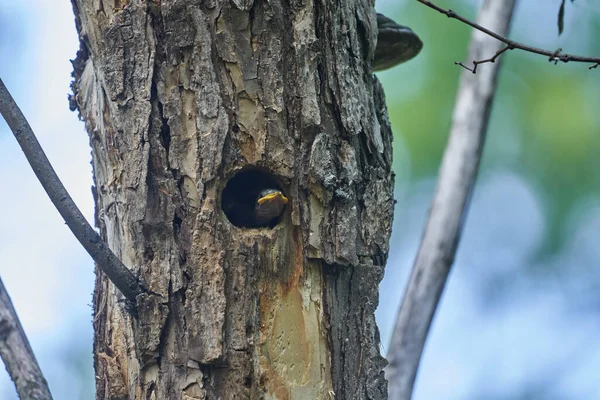 Estornino Común Juvenil Entrada Del Nido Árbol — Foto de Stock