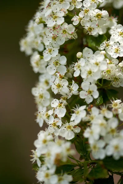 Primo Piano Cespugli Biancospino Con Fiori Fiorenti — Foto Stock