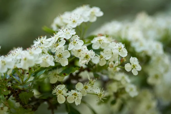 Fechar Arbusto Espinheiro Com Flores Florescentes — Fotografia de Stock