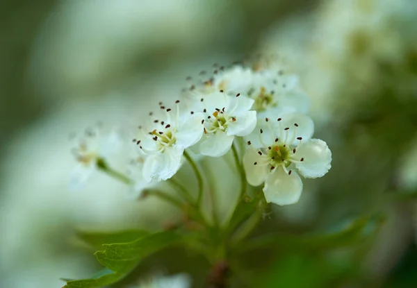 Close Van Een Meidoorn Struiken Met Bloeiende Bloemen — Stockfoto