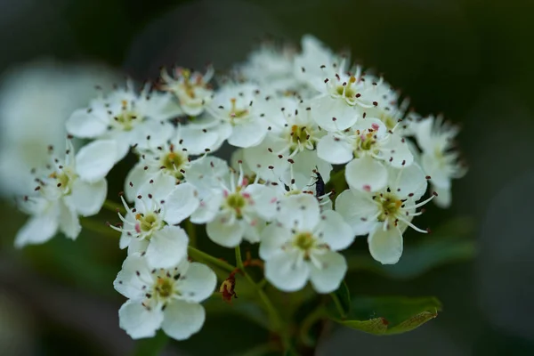 Primo Piano Cespugli Biancospino Con Fiori Fiorenti — Foto Stock