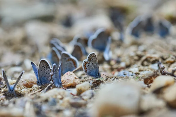 Małe Niebieskie Motyle Absorbujące Sole Wodę Skał — Zdjęcie stockowe