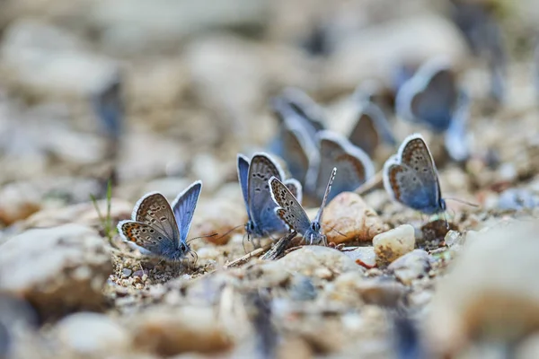 Kleine Blaue Schmetterlinge Absorbieren Salze Und Wasser Aus Felsen — Stockfoto