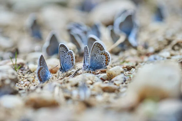 Små Blå Fjärilar Absorberar Salter Och Vatten Från Stenar — Stockfoto