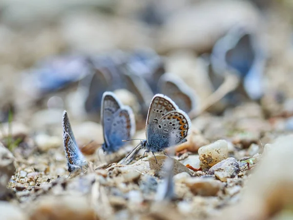 Маленькие Голубые Бабочки Впитывают Соли Воду Камней — стоковое фото