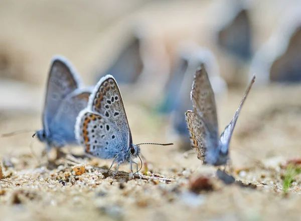 Små Blå Fjärilar Absorberar Salter Och Vatten Från Stenar — Stockfoto