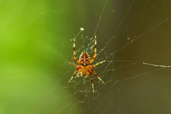 Taçlı Küre Dokumacı Örümcek Araneus Diadematus Ağıyla — Stok fotoğraf