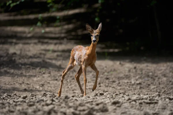 Portret Van Een Jong Reeën Hert Het Bos — Stockfoto