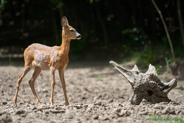 Portrait Young Roe Deer Forest — Stock Photo, Image