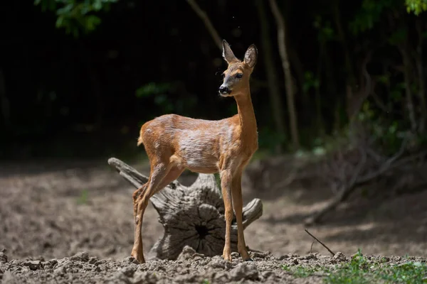 Portret Van Een Jong Reeën Hert Het Bos — Stockfoto