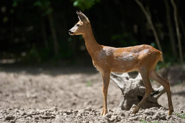 Porträt Eines Jungen Rehs Wald — Stockfoto