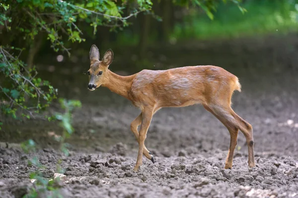 Ritratto Giovane Capriolo Nella Foresta — Foto Stock