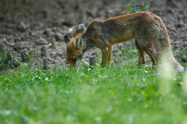 Adult Male Fox Grass — Stock Photo, Image