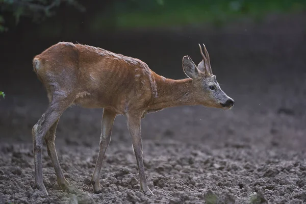 Capriolo Margini Della Foresta — Foto Stock