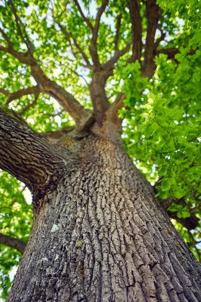 Дуже Велике Дубове Дерево Вид Знизу Горища Стокове Фото