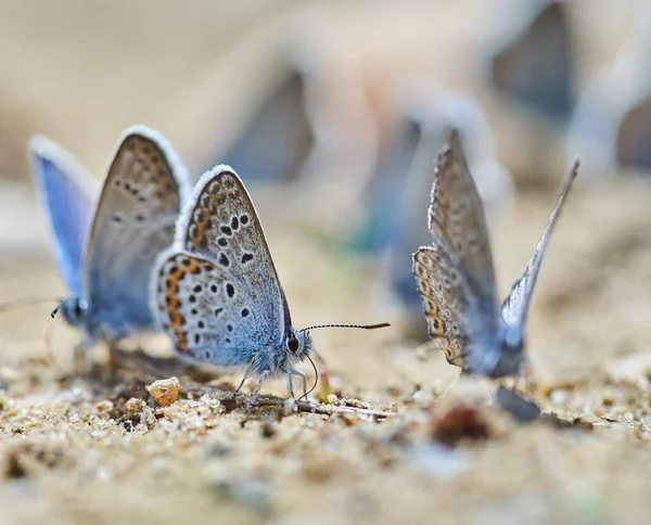 Petits Papillons Bleus Absorbant Les Sels Eau Des Roches Images De Stock Libres De Droits