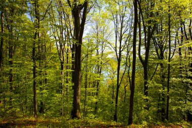 Güzel yeşil dağ orman Polonya