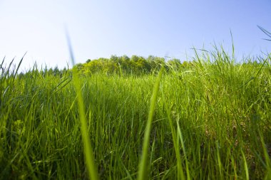 Güzel yeşil dağ orman Polonya yakınındaki çayır
