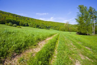 Güzel yeşil dağ orman Polonya yakınındaki çayır