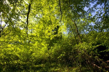 Güzel yeşil dağ orman Polonya