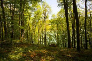 Güzel yeşil dağ orman Polonya