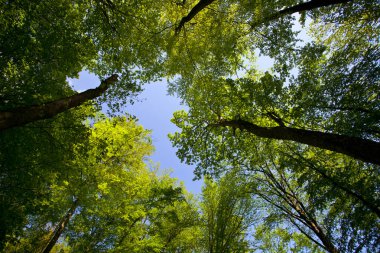 Güzel yeşil dağ orman Polonya